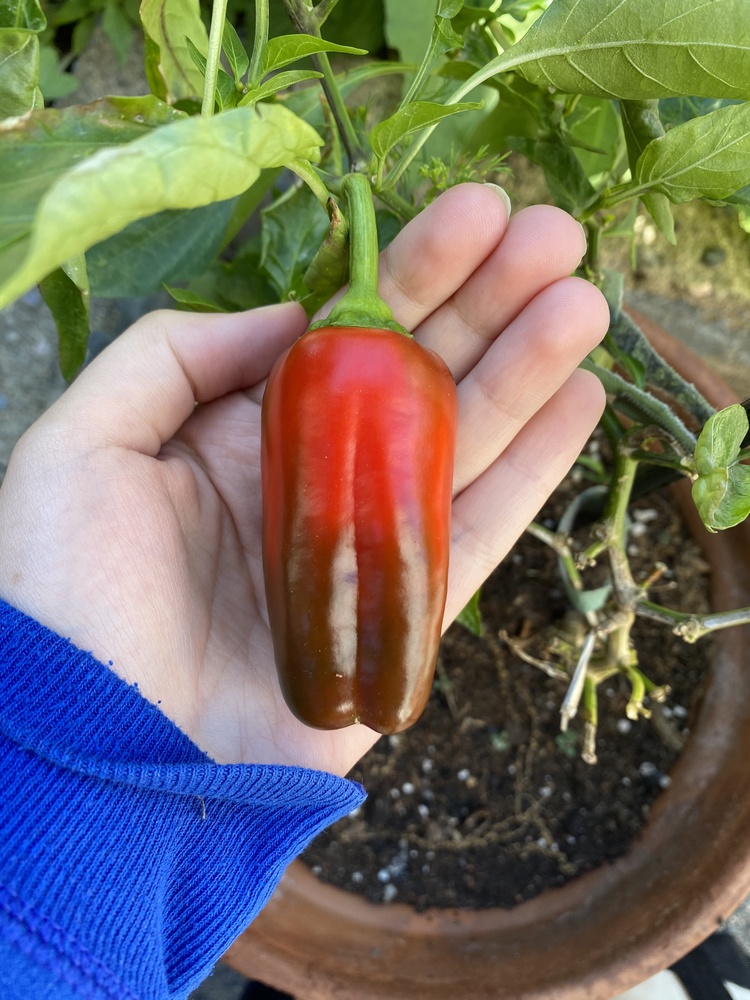 The author shows off the red bell pepper she grew but forgot to eat.
