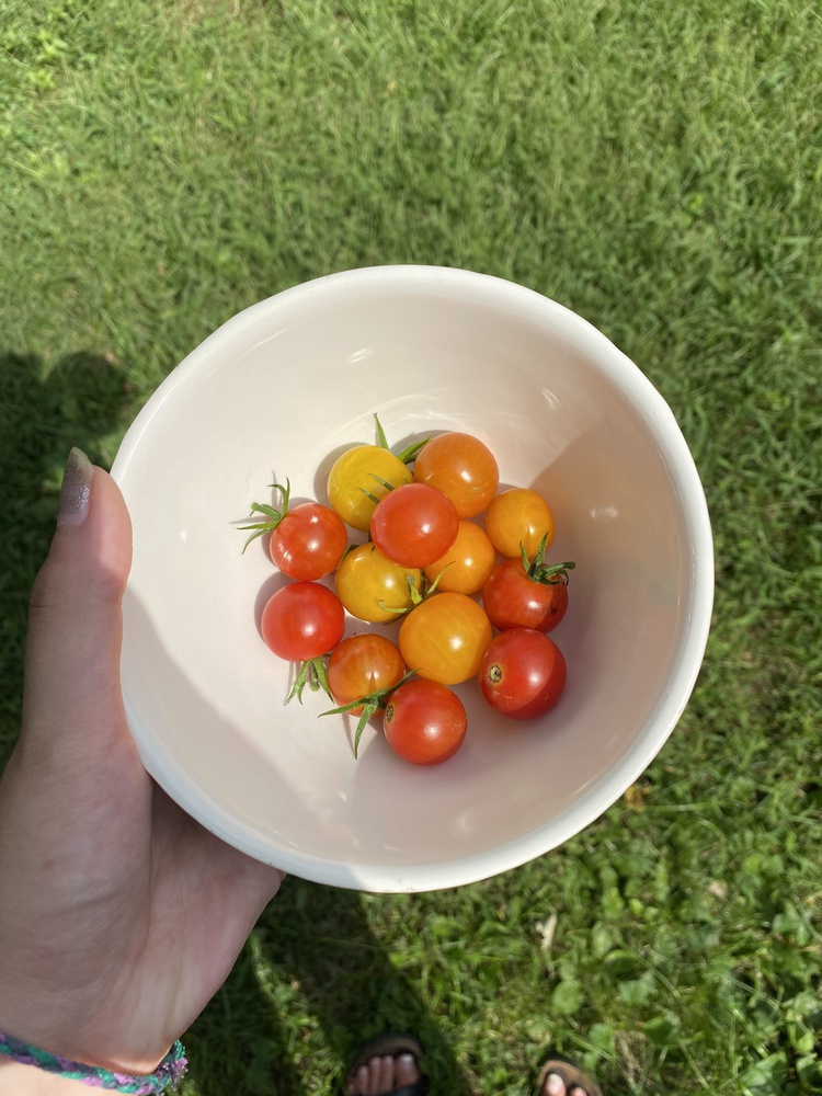 A colorful bowlful of tomatoes the author grew and gave away.