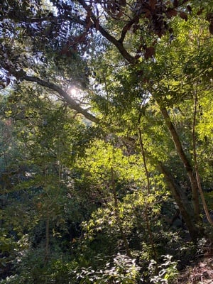 Cover image for Kaitlyn Endpaper 2