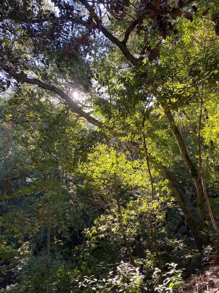 Sunlight illuminates the trees on the author's favorite hiking trail in Villa Montalvo.