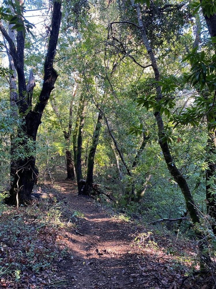 Walking along the author's favorite trail in the California winter.