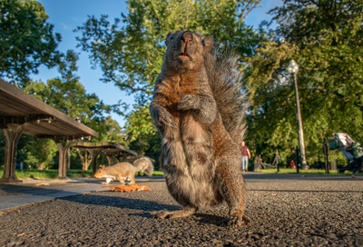 Cover image for Where the Wild Things Are: The Urban Ecology of Harvard Square