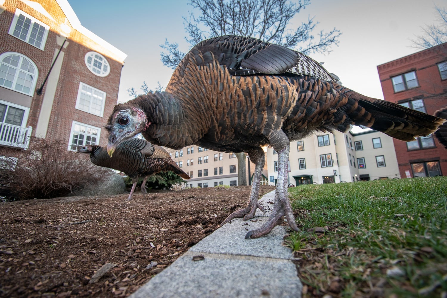 A turkey roams Harvard's campus.