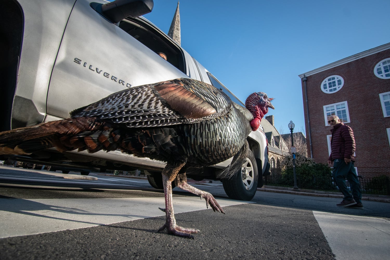 Where the Wild Things Are: The Urban Ecology of Harvard Square ...