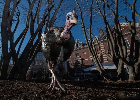 Cover image for Welcome to Harvard. Everything is Fine. (Seriously.)