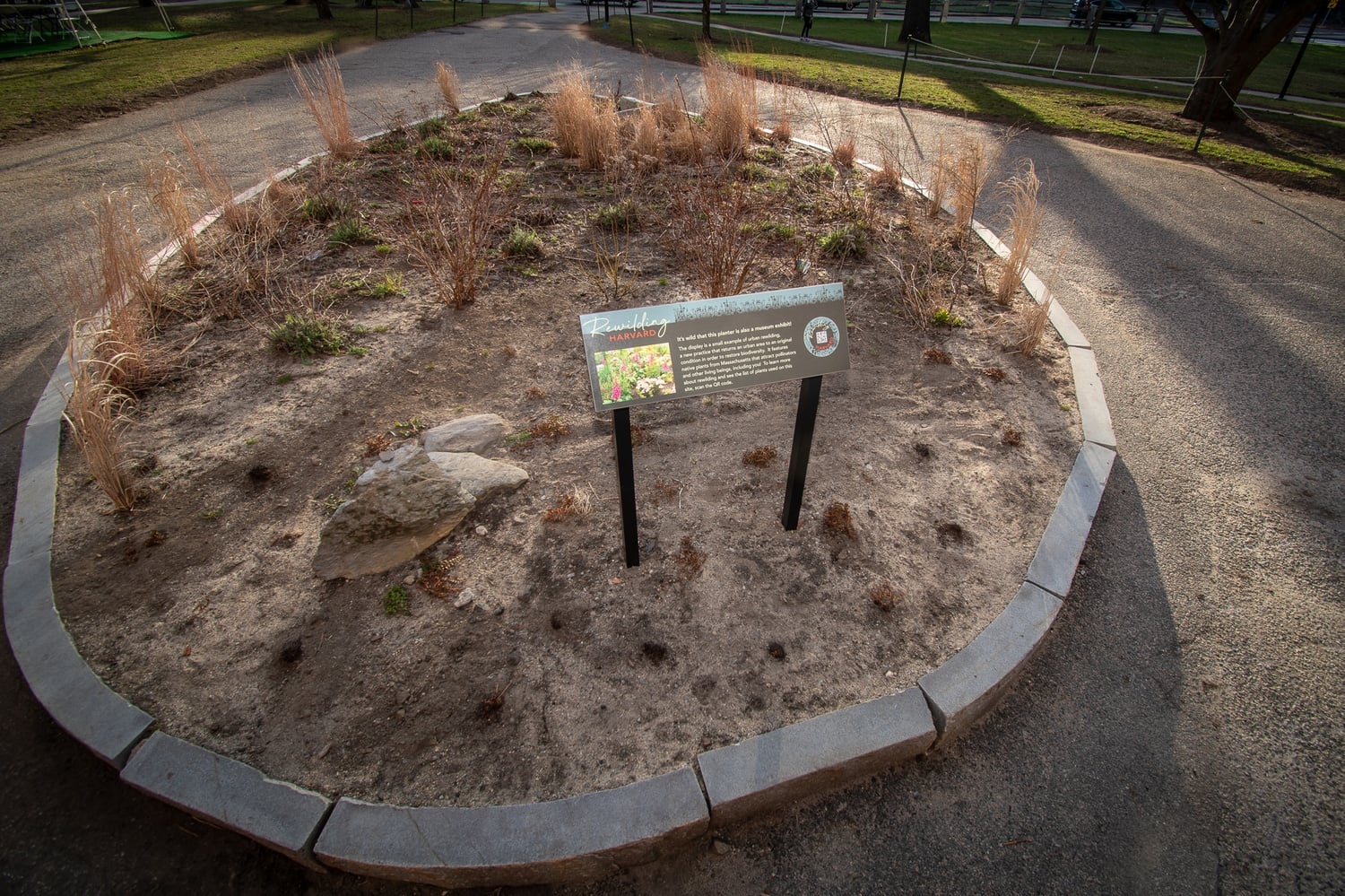 A planter with species native to New England, part of the "Rewilding Harvard" class project.
