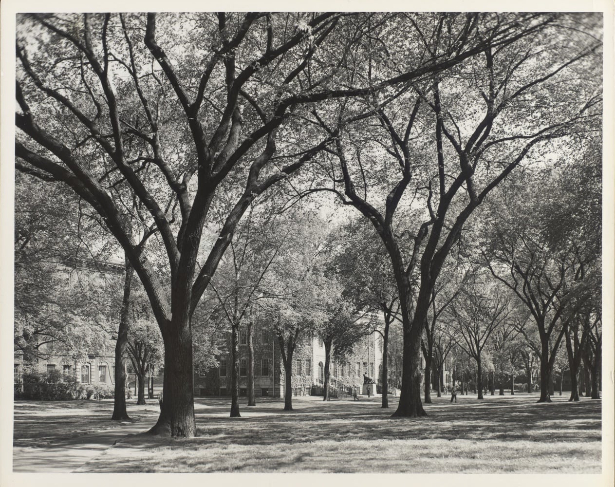 Harvard Yard, circa 1953. HUV 20 (24-5), olvwork361449.