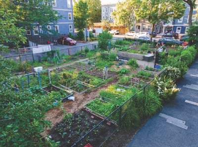 Cover image for The 14 Community Gardens of Cambridge