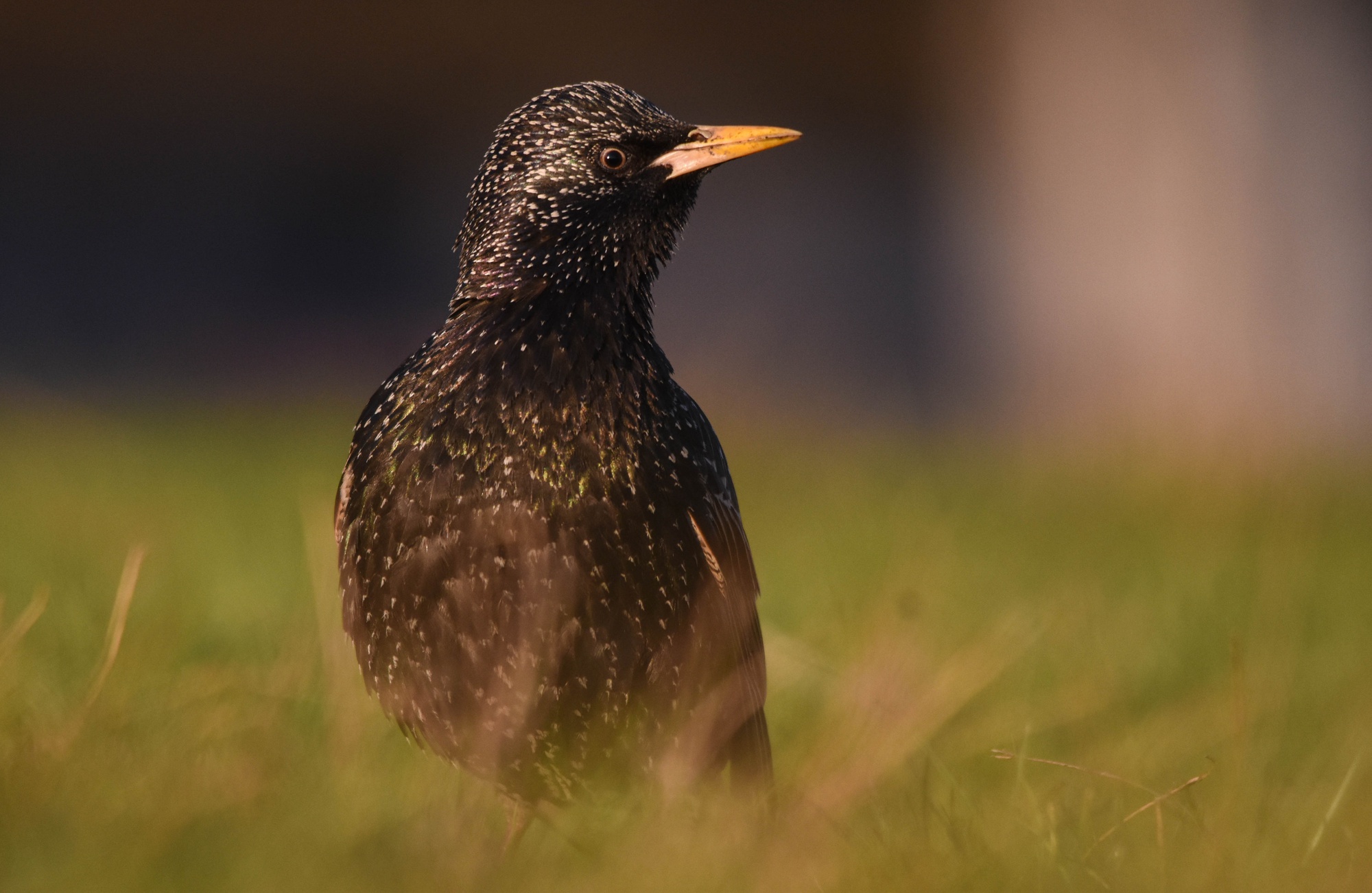 A European starling, a blackbird native to Massachusetts, stands alert in the grass.
