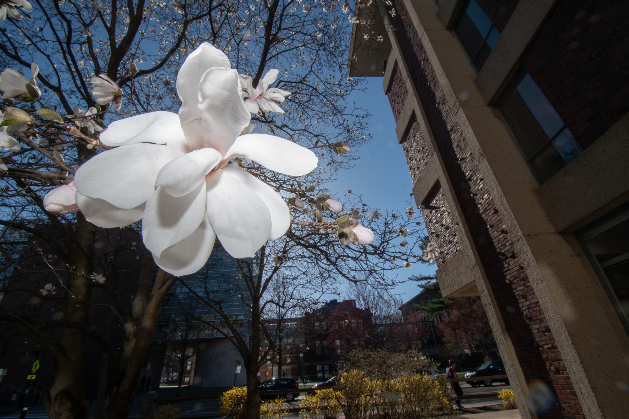 Barren branches yield to fragrant, white flowers on a tree near the Science Center.
