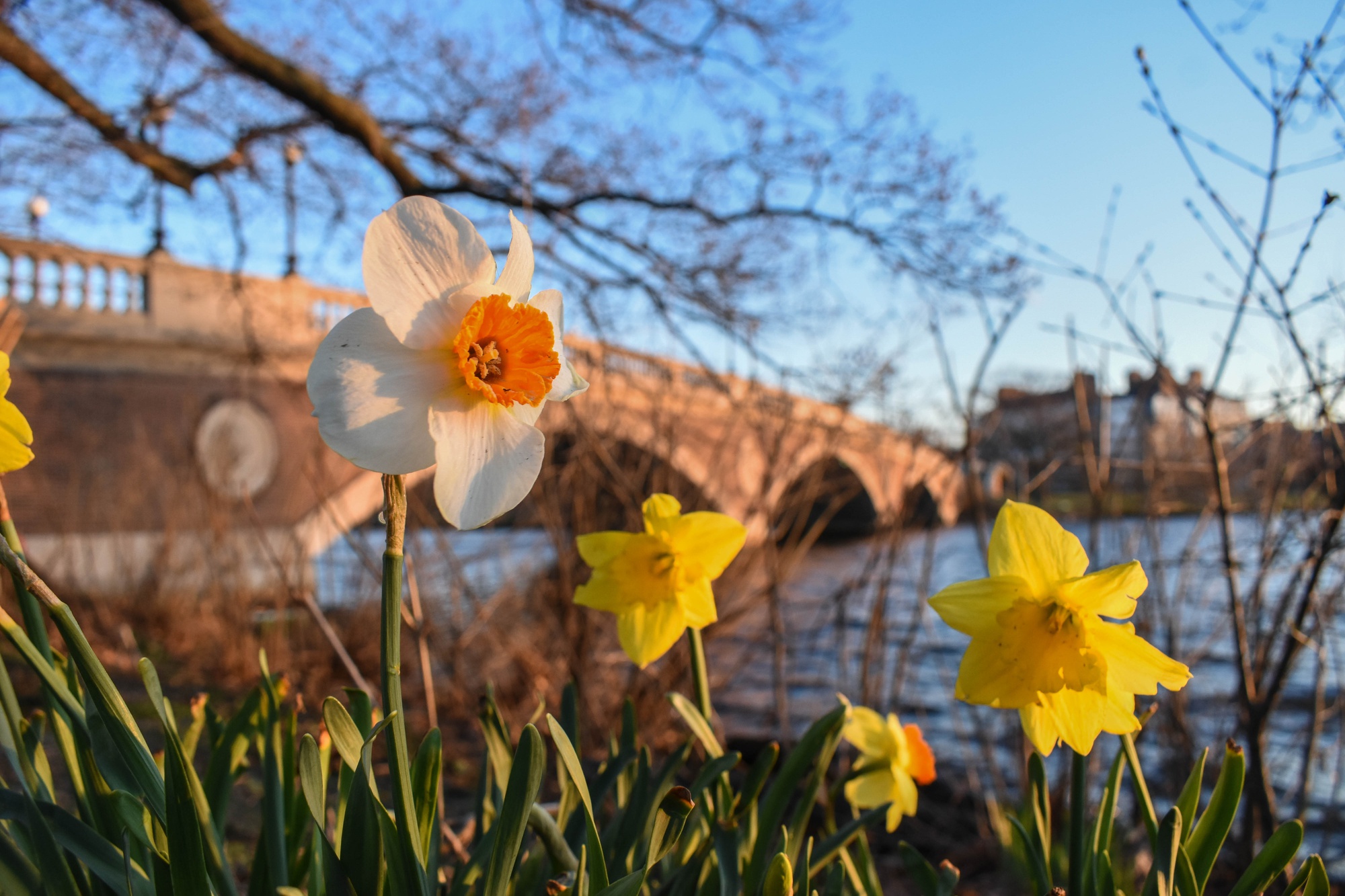 Along the Charles River, one of the first daffodils of the season turns its head to the sun.