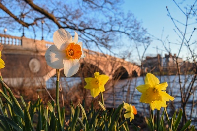 Cover image for Harvard Yard Springs to Life