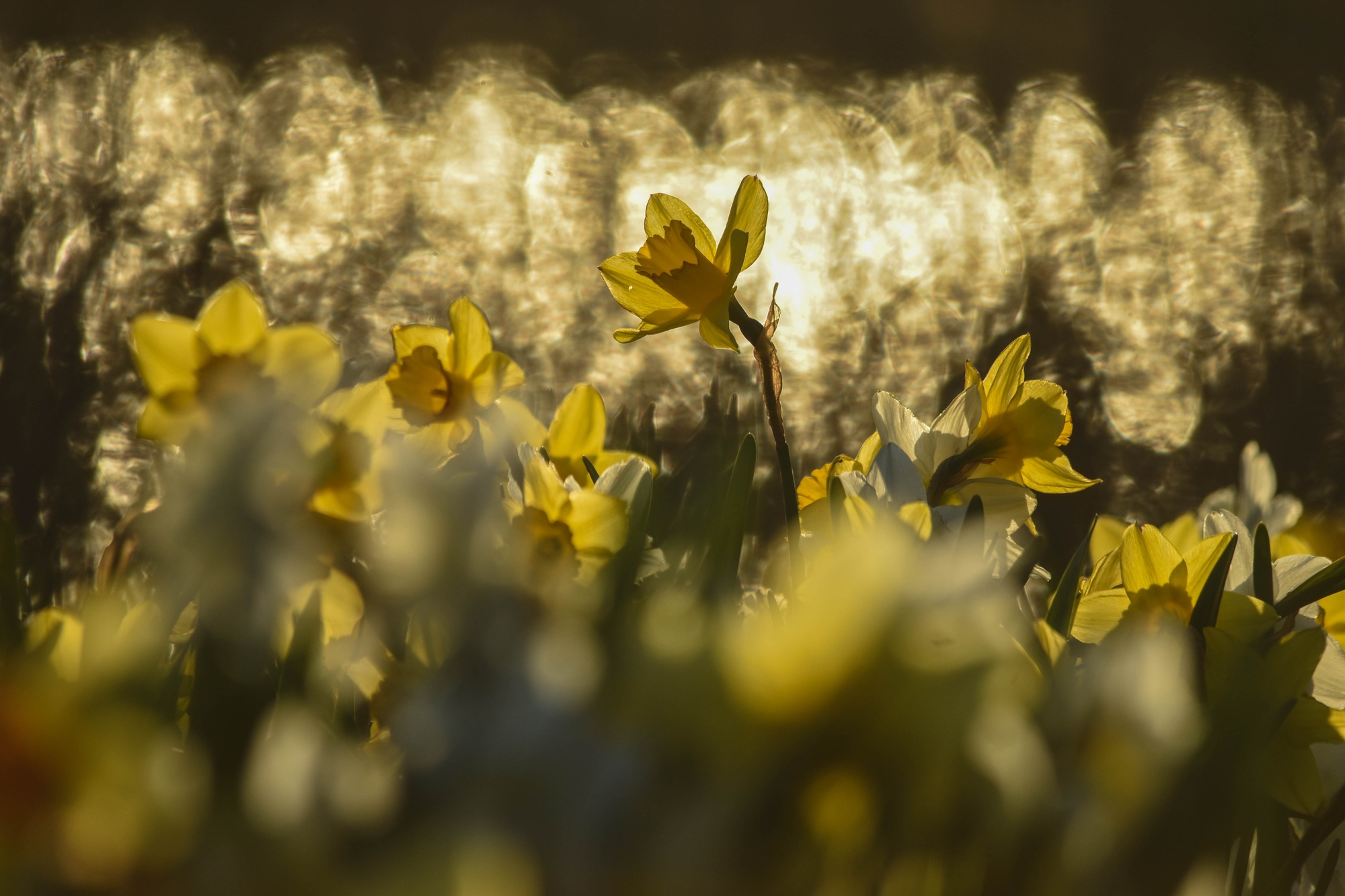 A host of golden daffodils shimmers in the morning light.