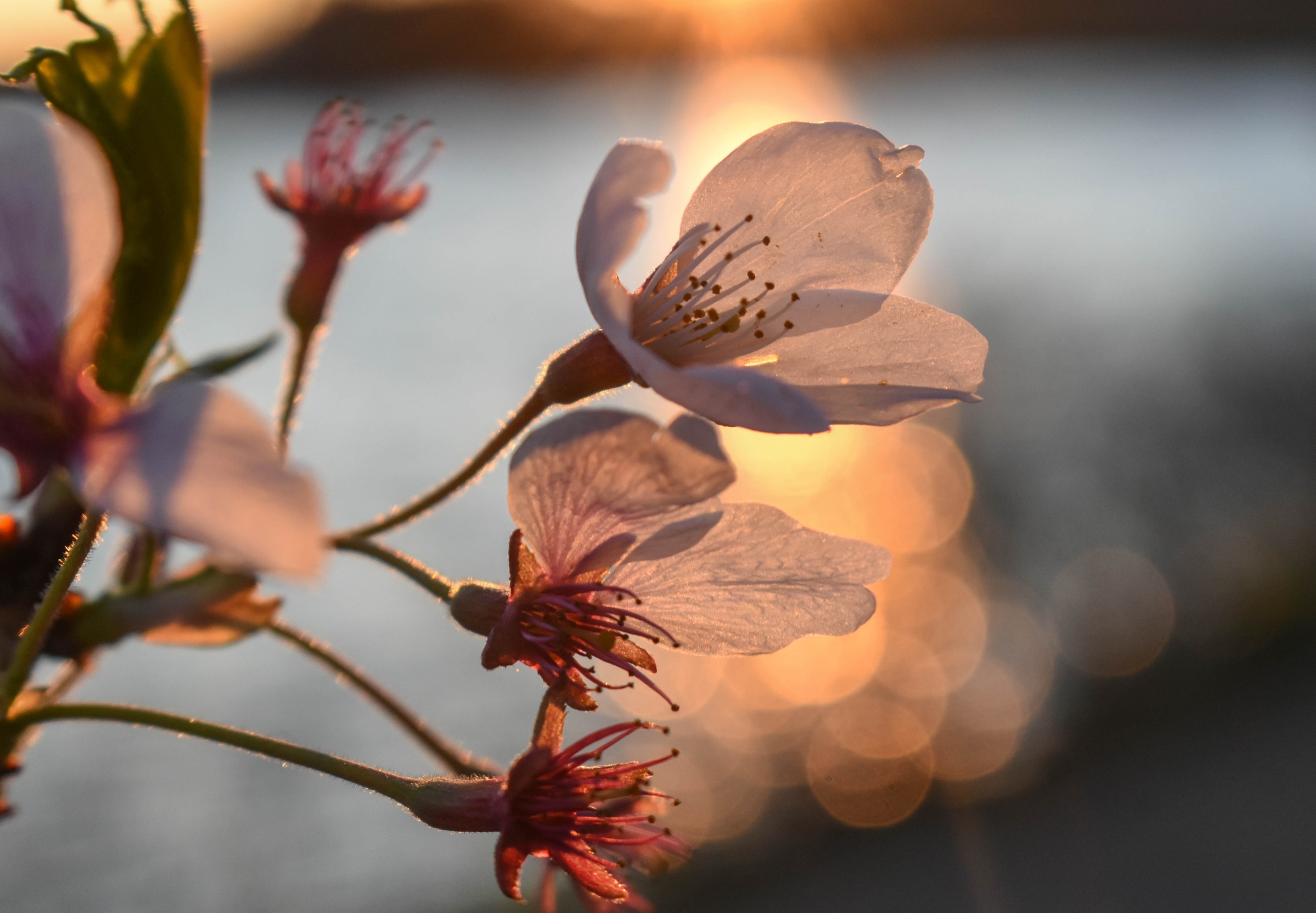 A cherry blossom catches the light.
