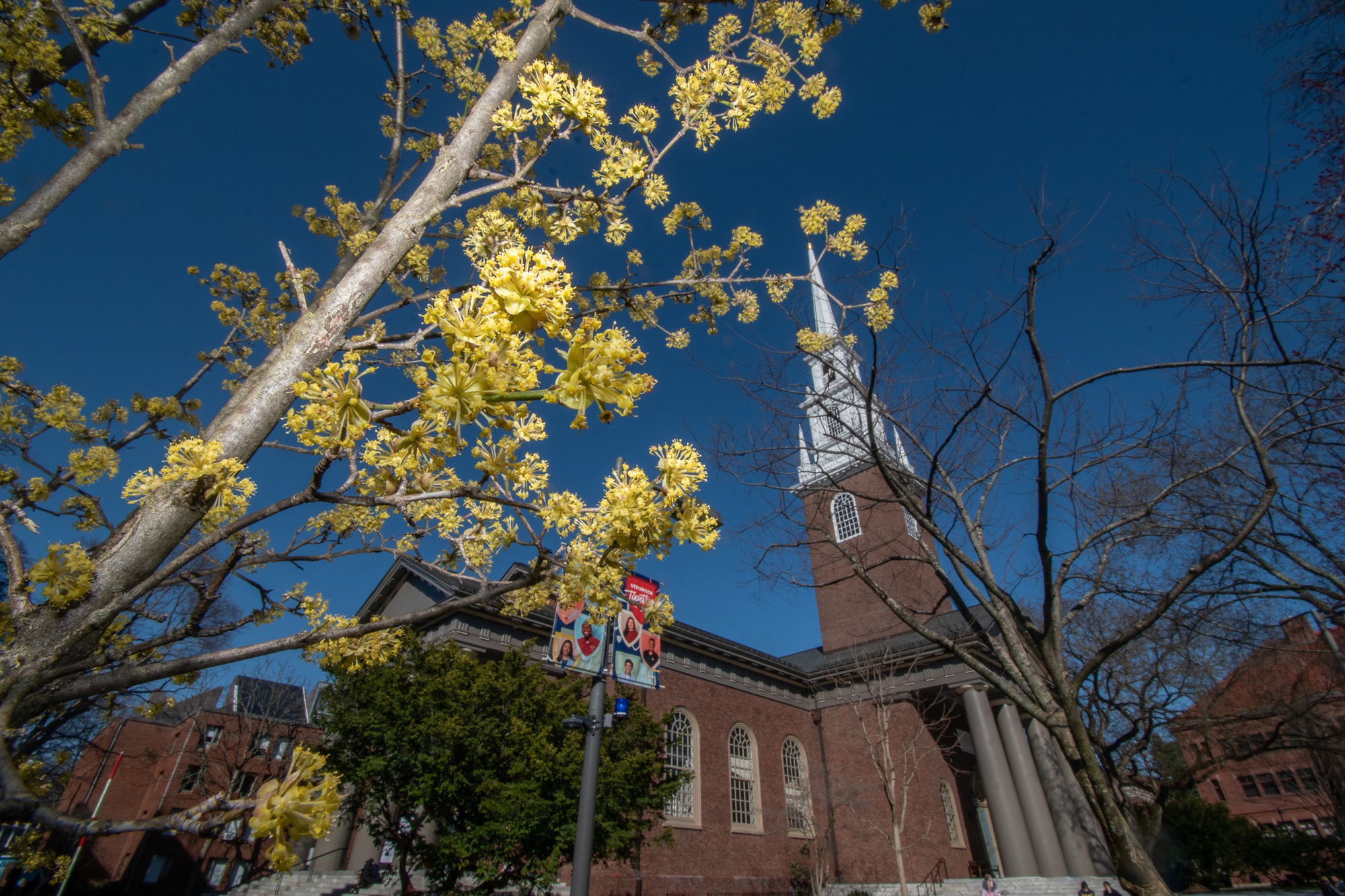 Yellow blossoms form a stark contrast with the red brick of Harvard's Memorial Church.