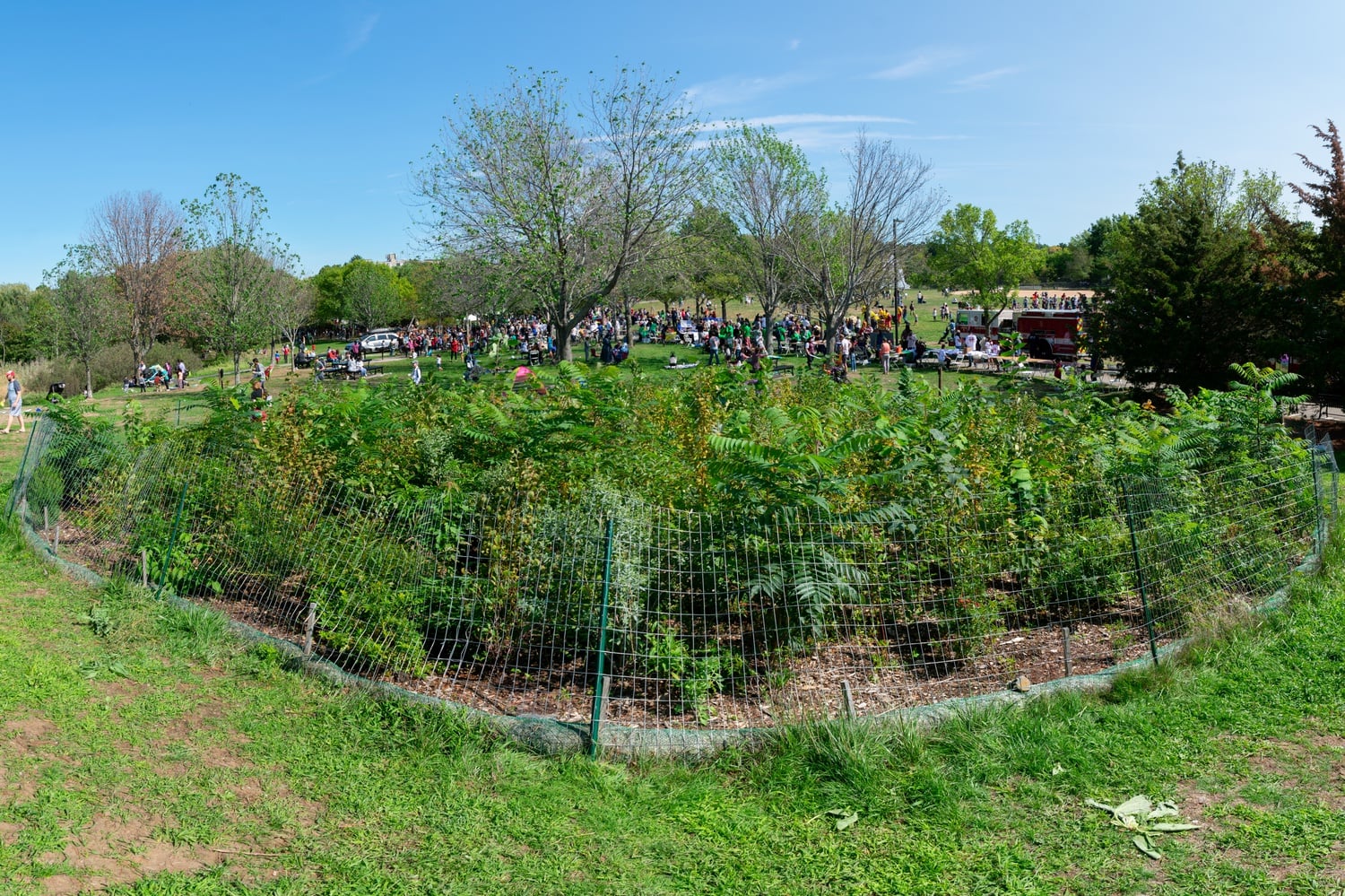 Danehy Park, in North Cambridge, is home to one of the region's first Miyawaki Forests, a method of reforesting which uses native plants to build a resilient ecosystem.