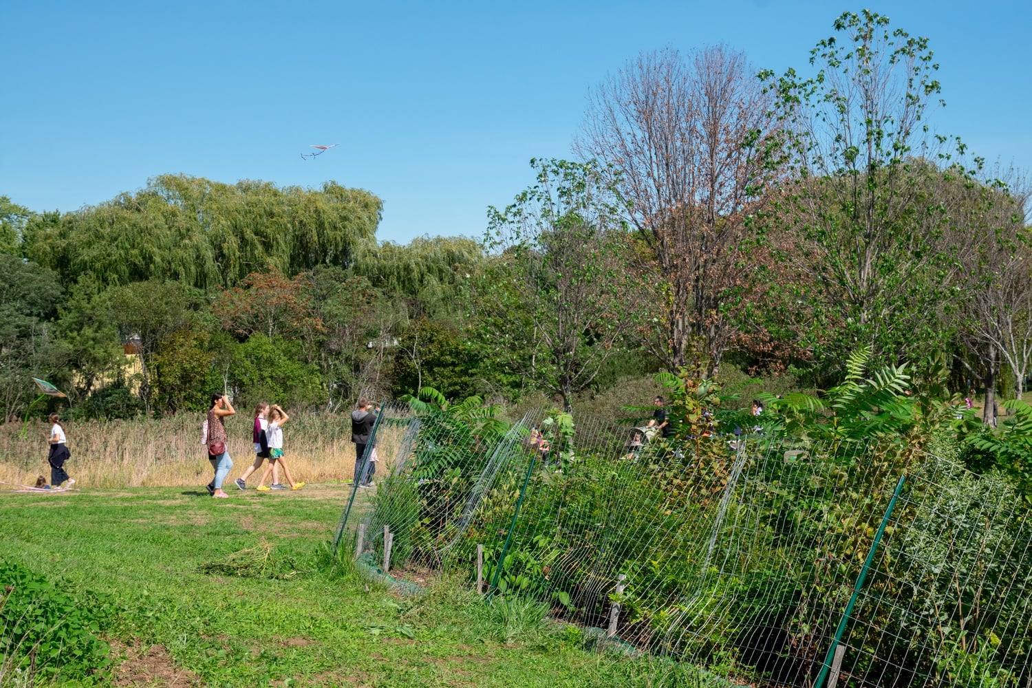Park-goers pass by the fledgling Miyawaki Forest at Danehy Park in North Cambridge.