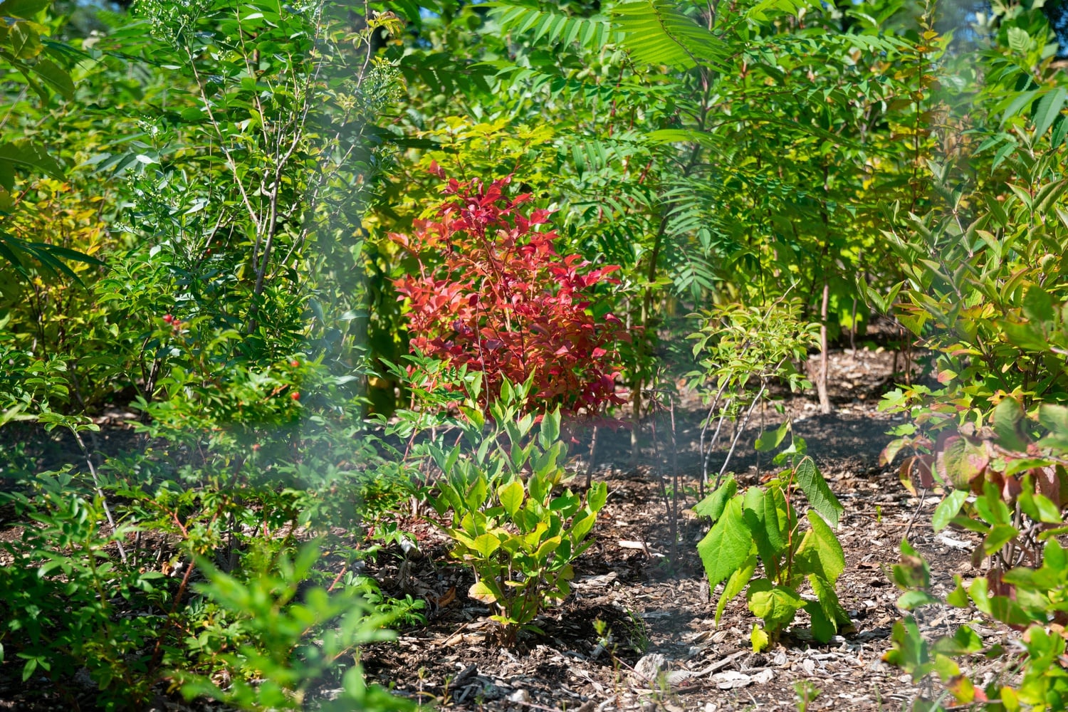 A crimson tree grows in the one-year-old Miyawaki Forest in Danehy Park.