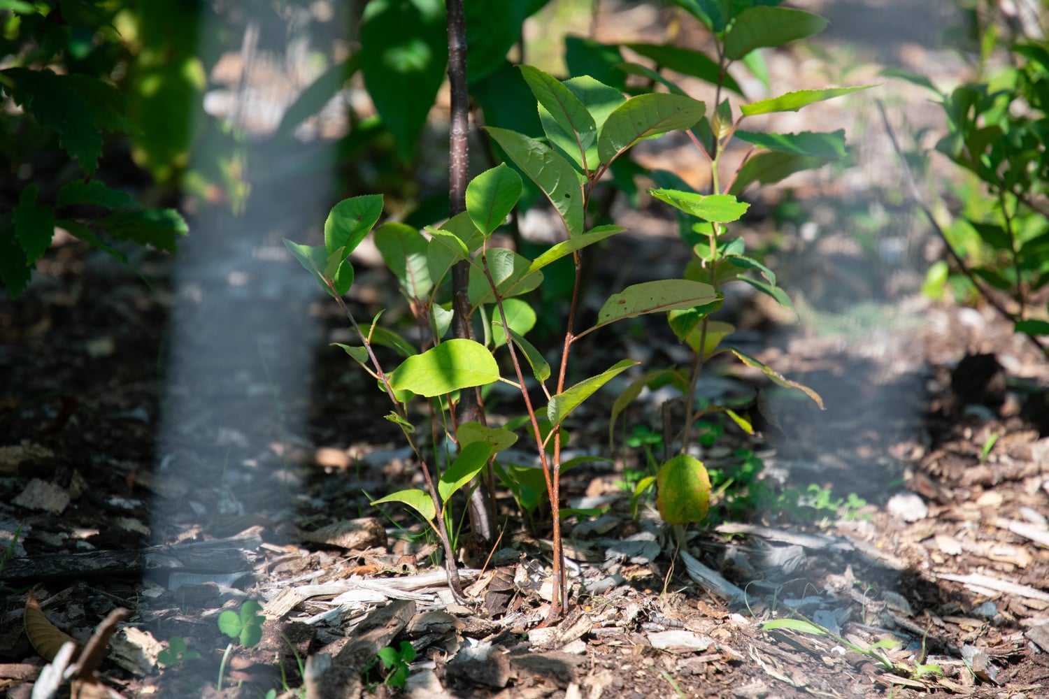 Plants grow in the Miyawaki Forest at Danehy Park.