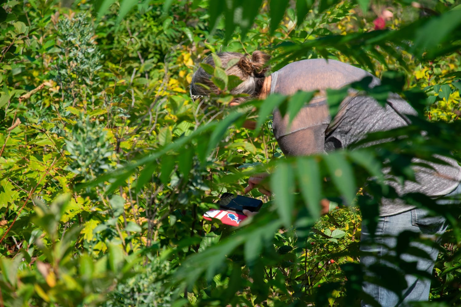 A woman snaps a picture of a plant at the Miyawaki Forest at Danehy Park in North Cambridge.