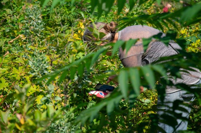 Cover image for Amid Mounting Climate Threats, Danehy Park’s Miyawaki Forest Puts Down Roots