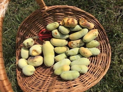 Cover image for Pawpaws to the People!