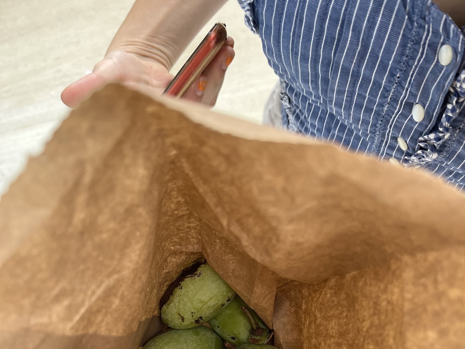 There are only a couple places in the Cambridge area to buy pawpaws, including The Mushroom Shop in Somerville and Clover Food Labs, which sells 3 fruits for $25.