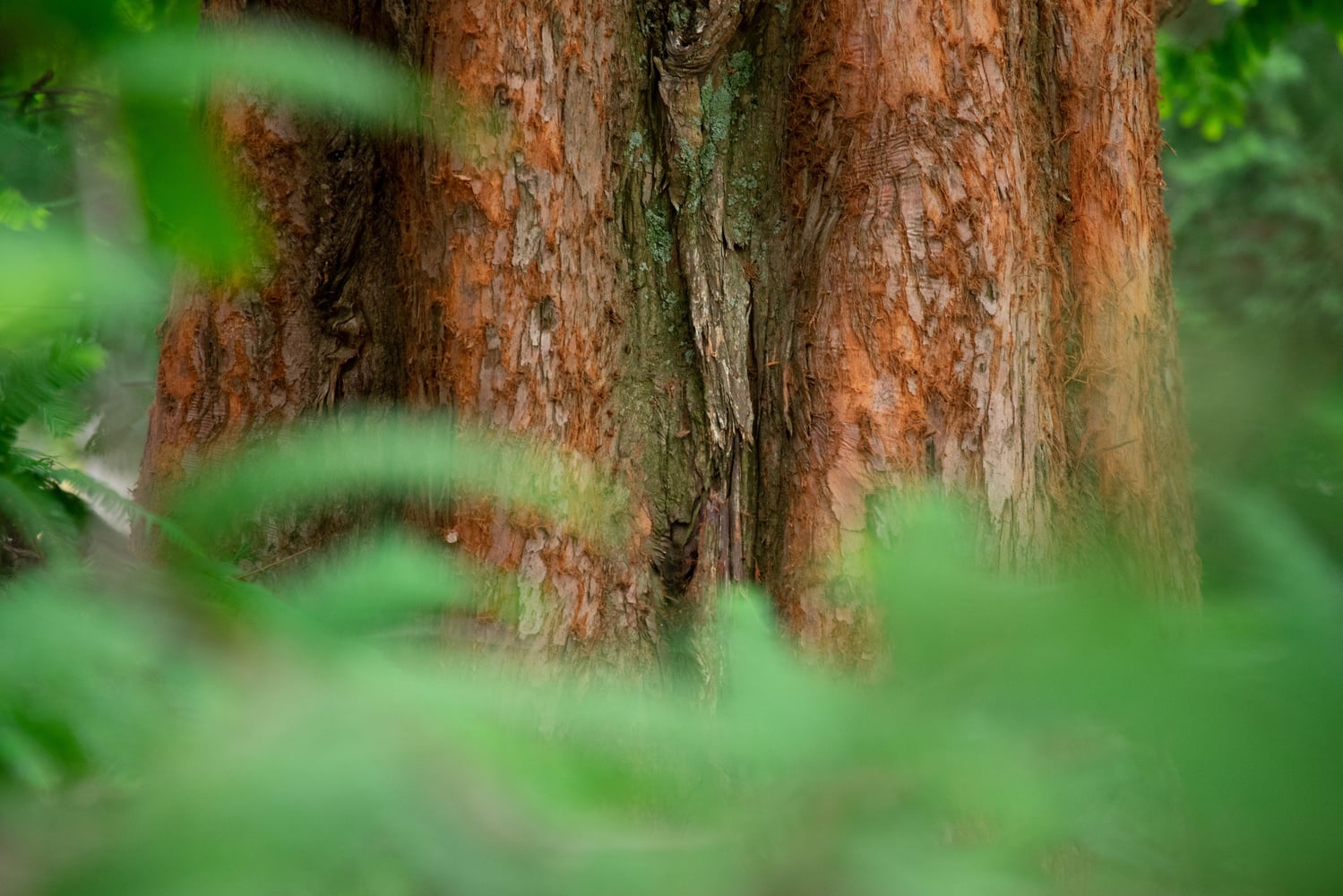 A close-up of a dawn redwood's distinctive bark. Once thought extinct, these rare trees were brought to Harvard's campus in the 1940s through a Sino-American botany partnership.