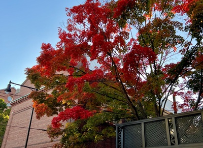 Cover image for Plympton Street Tree