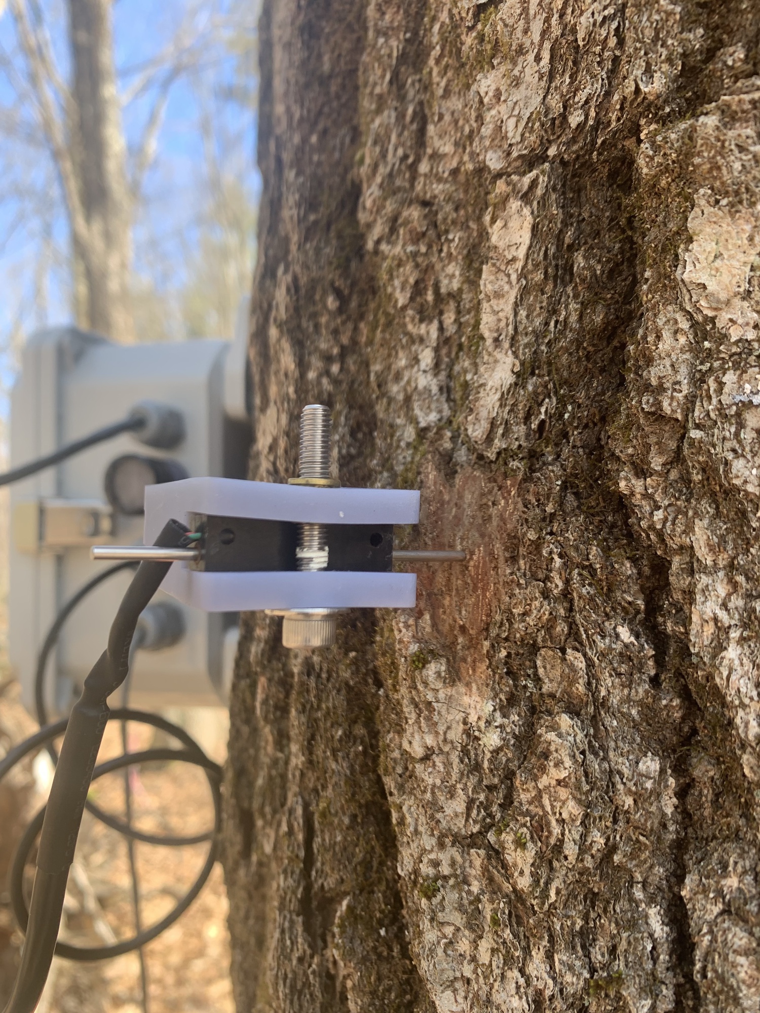 Sensors on the witness tree continuously monitor its growth, leaf changes, and sap flow.