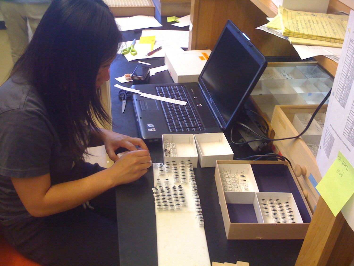 A graduate student prepares beetle specimens for MCZ's collection as part of a Harvard summer school course at the UASD university in the Dominican Republic.