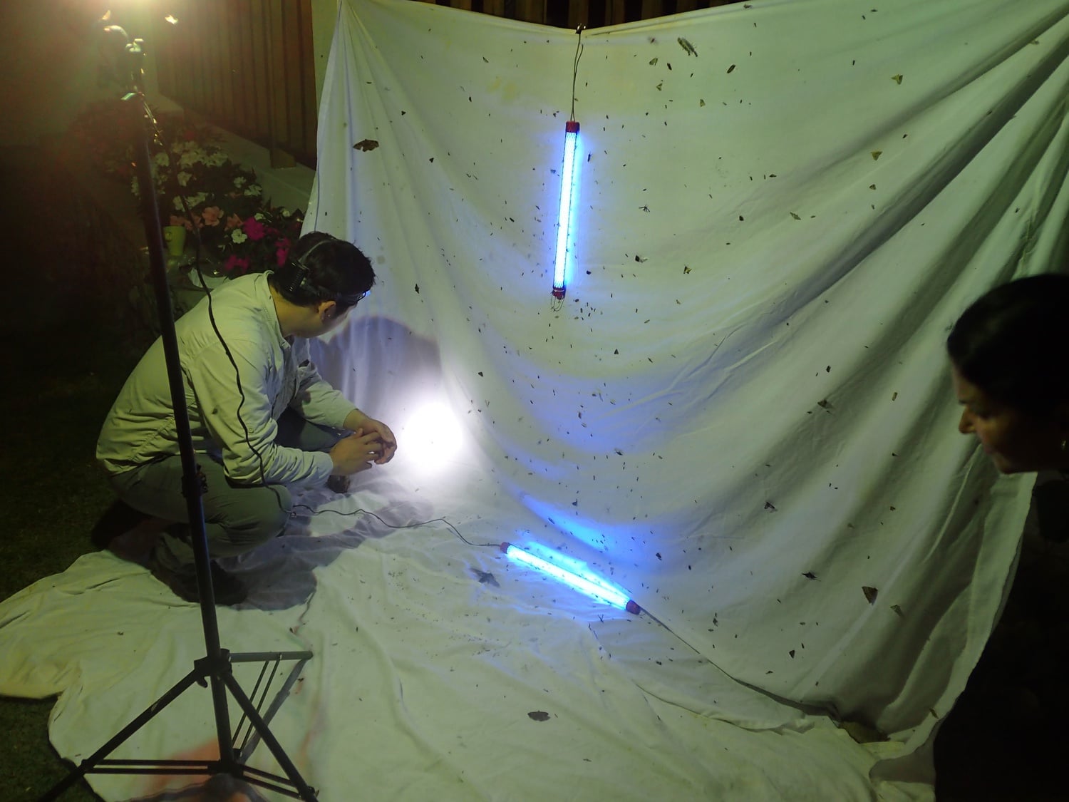 OEB graduate student Sangil Kim collects insects in the Dominican Republic using a black light trap in summer 2018. The specimens will be studied and deposited in MCZ's collections.