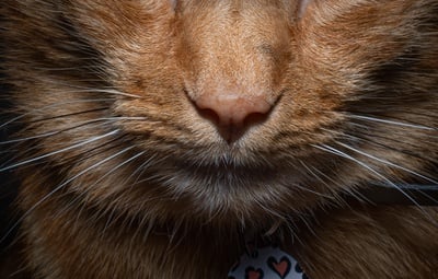 Cover image for Up Close With Remy the Cat