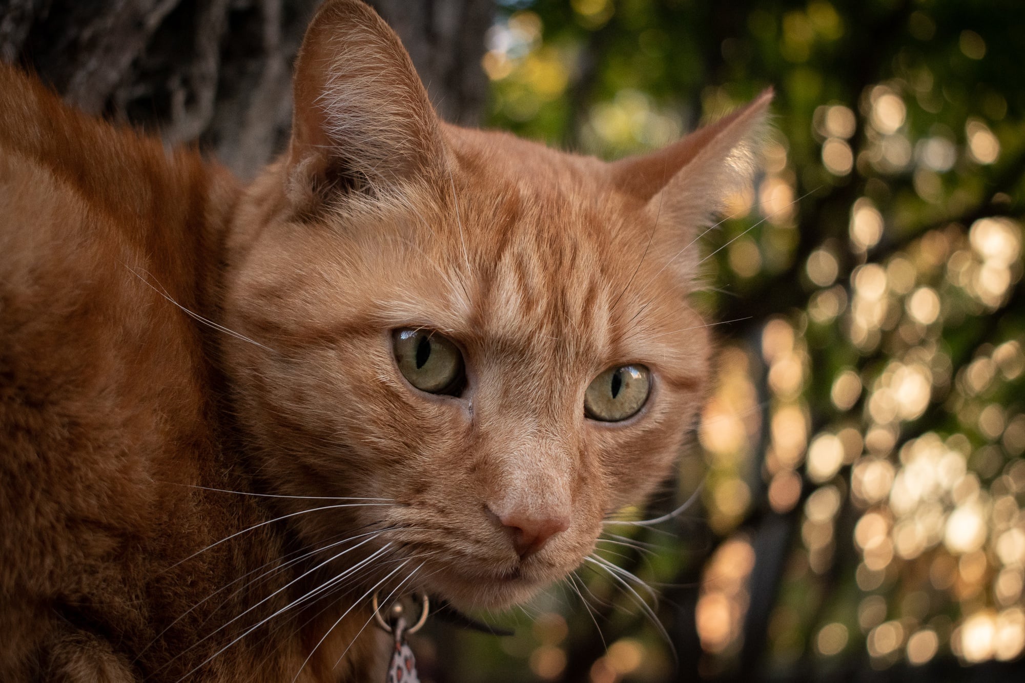 Remy the Cat
