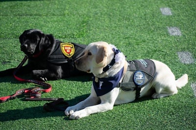Cover image for Harvard and Yale Service Dogs at The Game