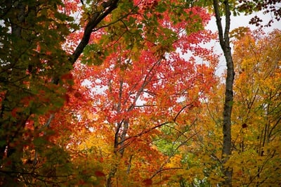 Cover image for In Photos: Fall at the Harvard Forest
