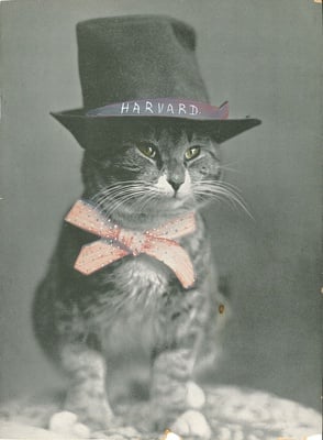 Cover image for Meet Sarah the Cat, Remy's 1930s Predecessor