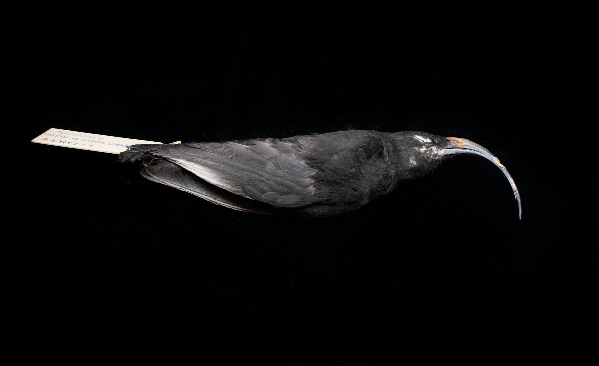 Museum of Comparative Zoology, Harvard University; ©President and Fellows of Harvard College