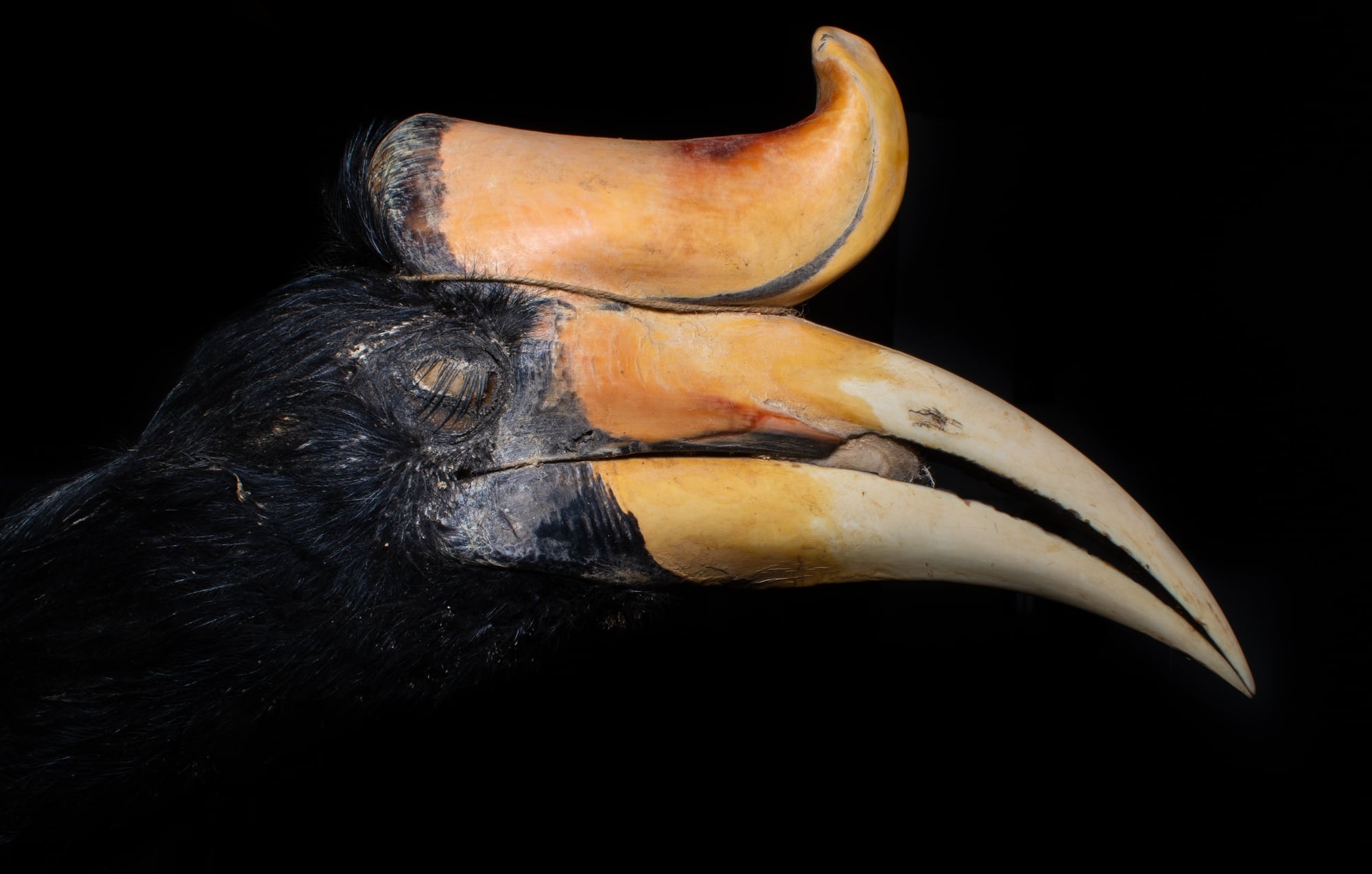 Museum of Comparative Zoology, Harvard University; ©President and Fellows of Harvard College