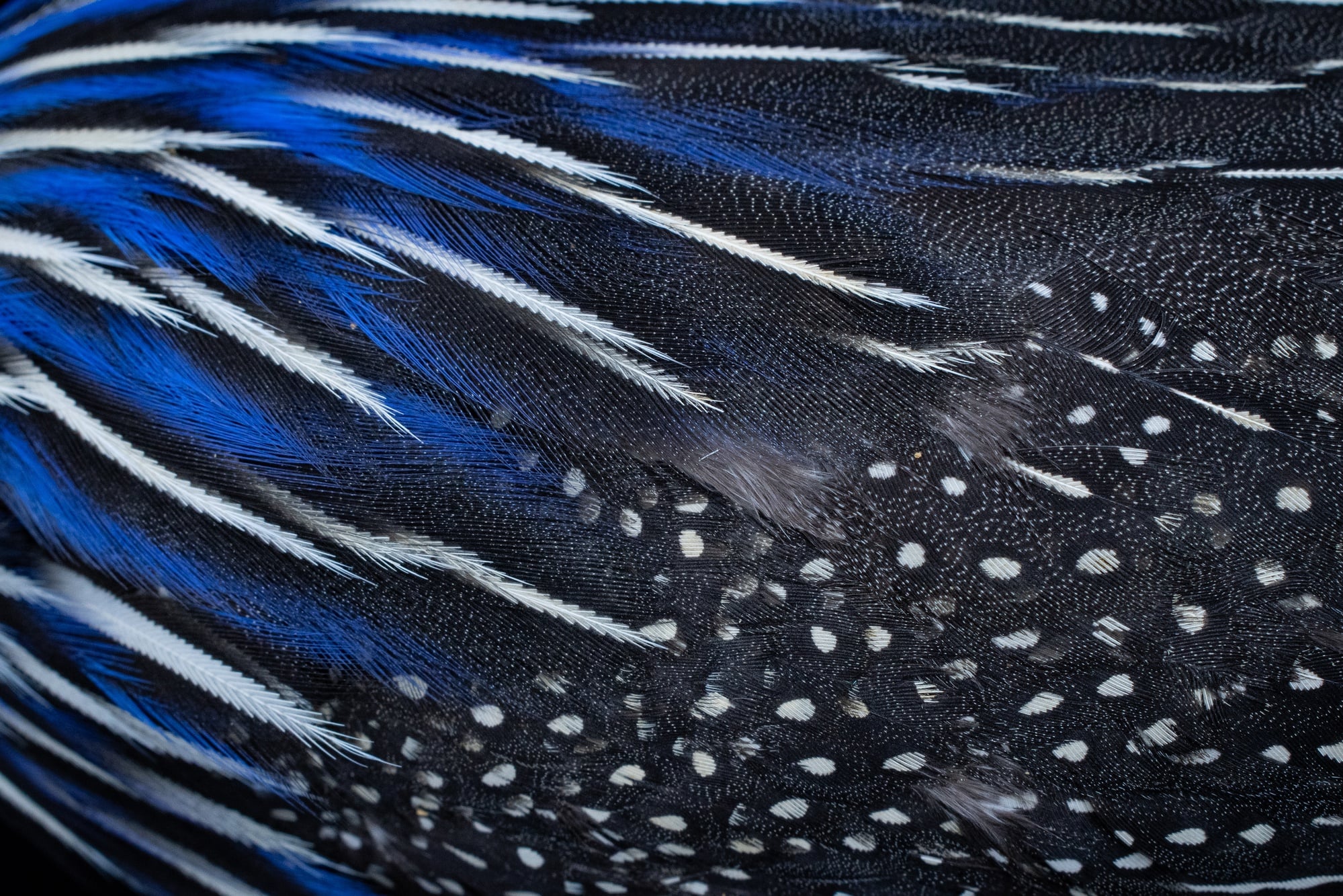 Museum of Comparative Zoology, Harvard University; ©President and Fellows of Harvard College