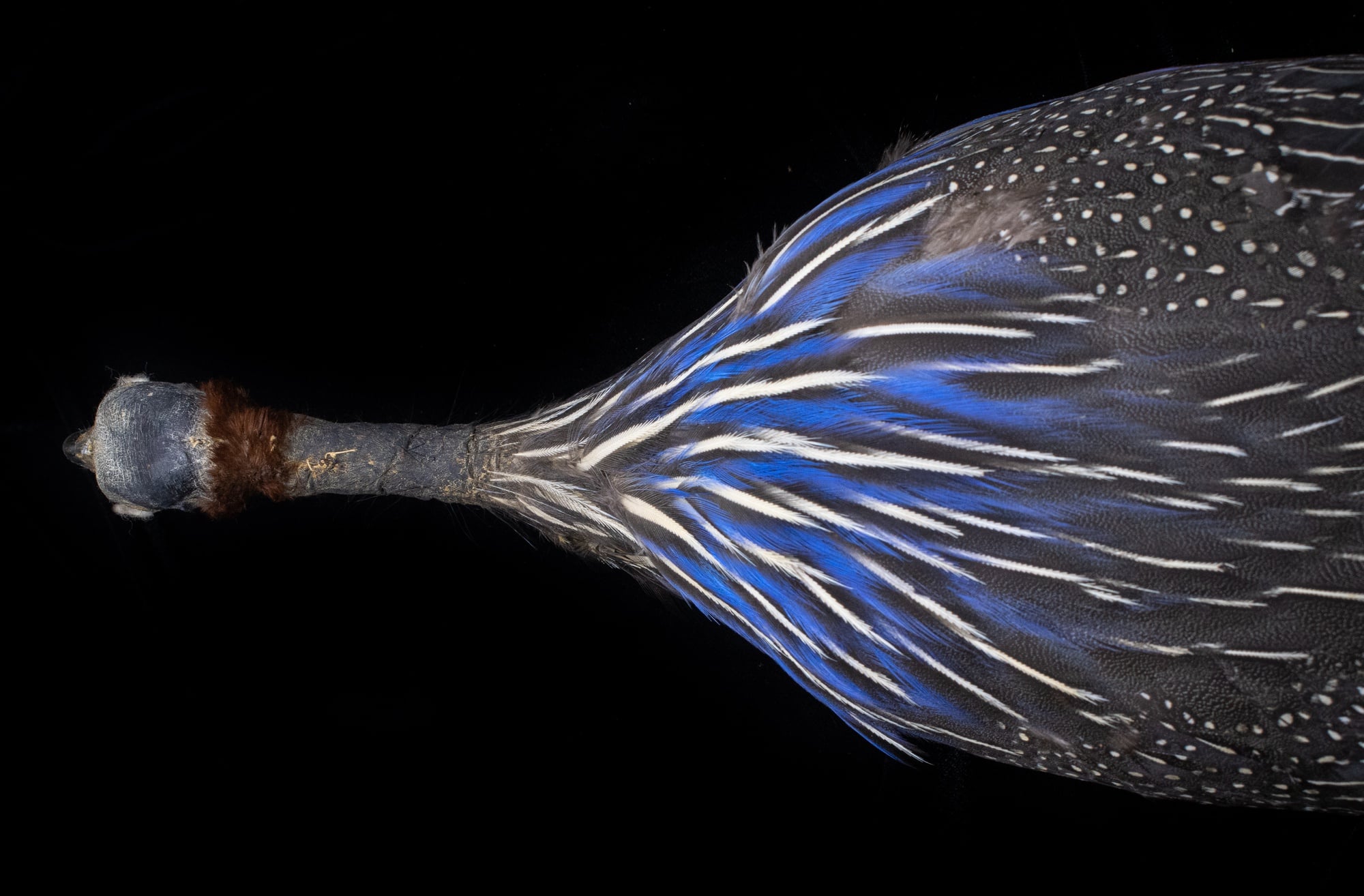 Museum of Comparative Zoology, Harvard University; ©President and Fellows of Harvard College