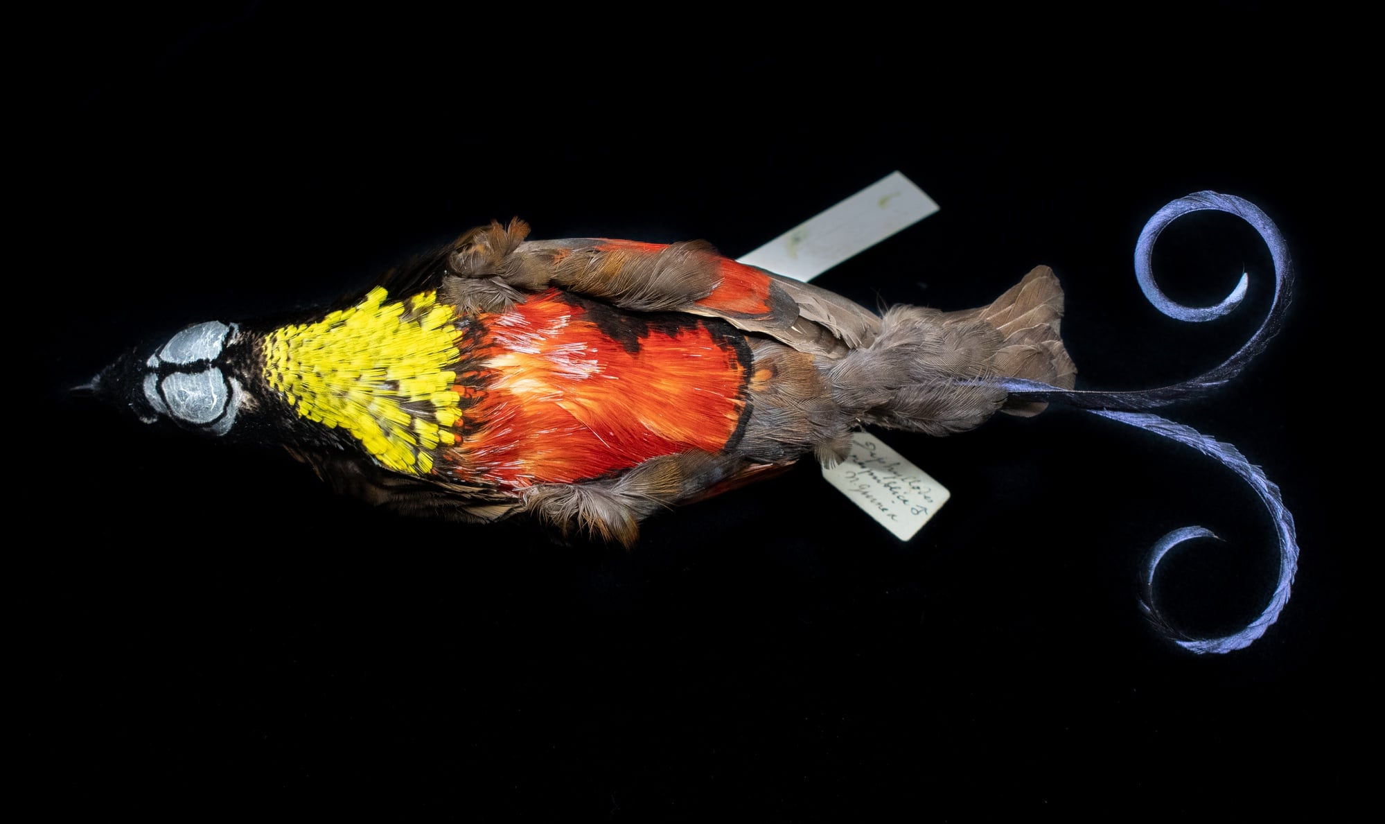 Museum of Comparative Zoology, Harvard University; ©President and Fellows of Harvard College