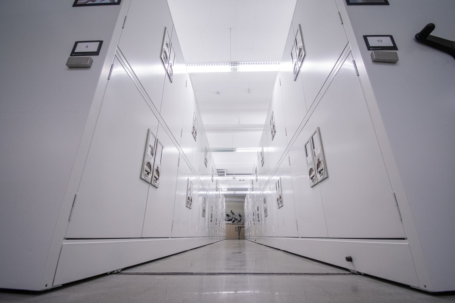 Harvard’s Ornithology Collection has become the fifth-largest ornithological collection on Earth, boasting around 400,000 specimens and about 8,300 species.