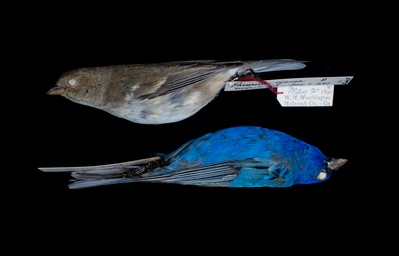 Cover image for Bird Brilliance: Exploring Harvard’s Ornithology Collection