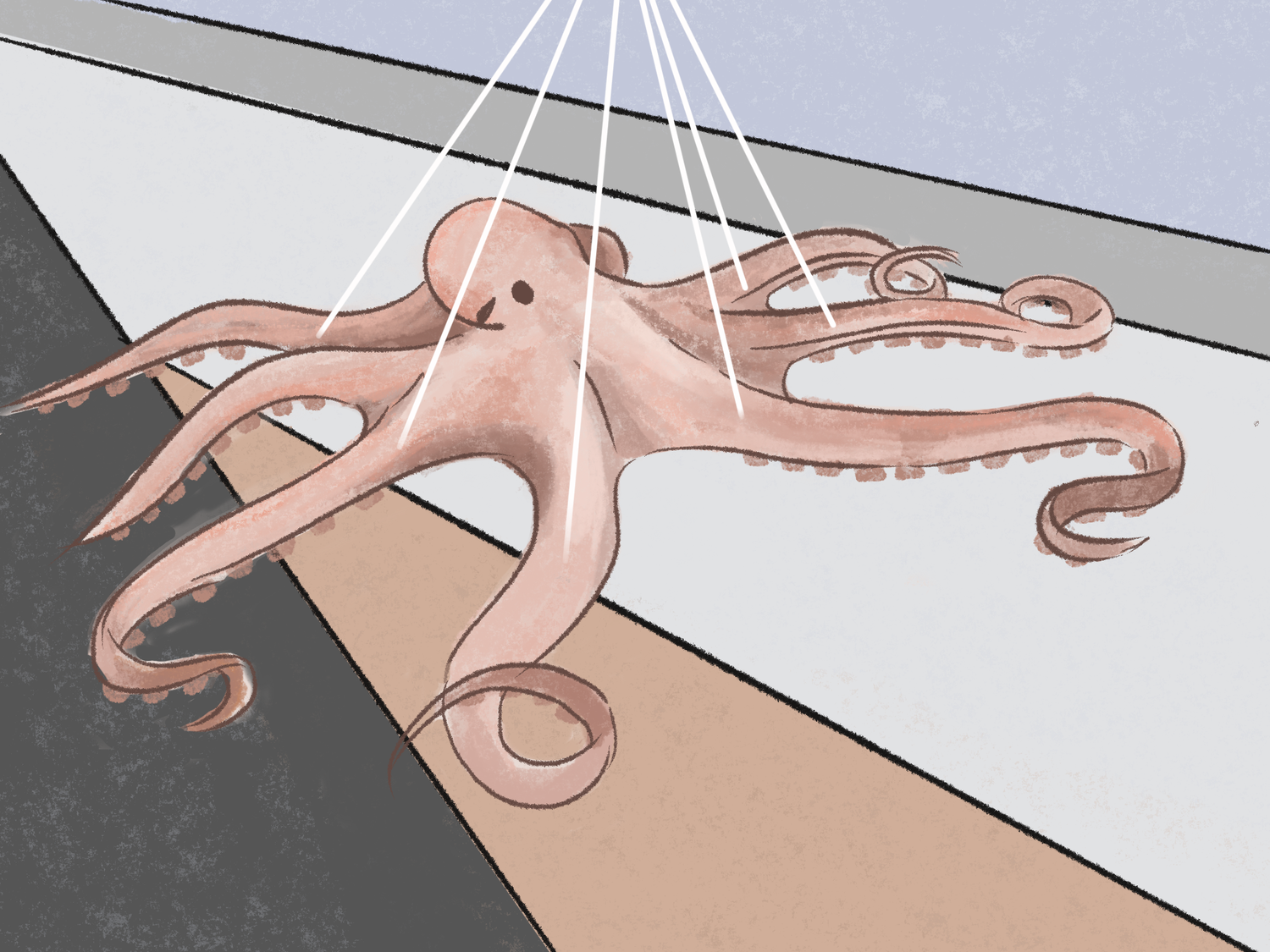 Hanging in Harvard’s Northwest Building, this model of the Pacific octopus has been in Harvard’s hands for the last 140 years