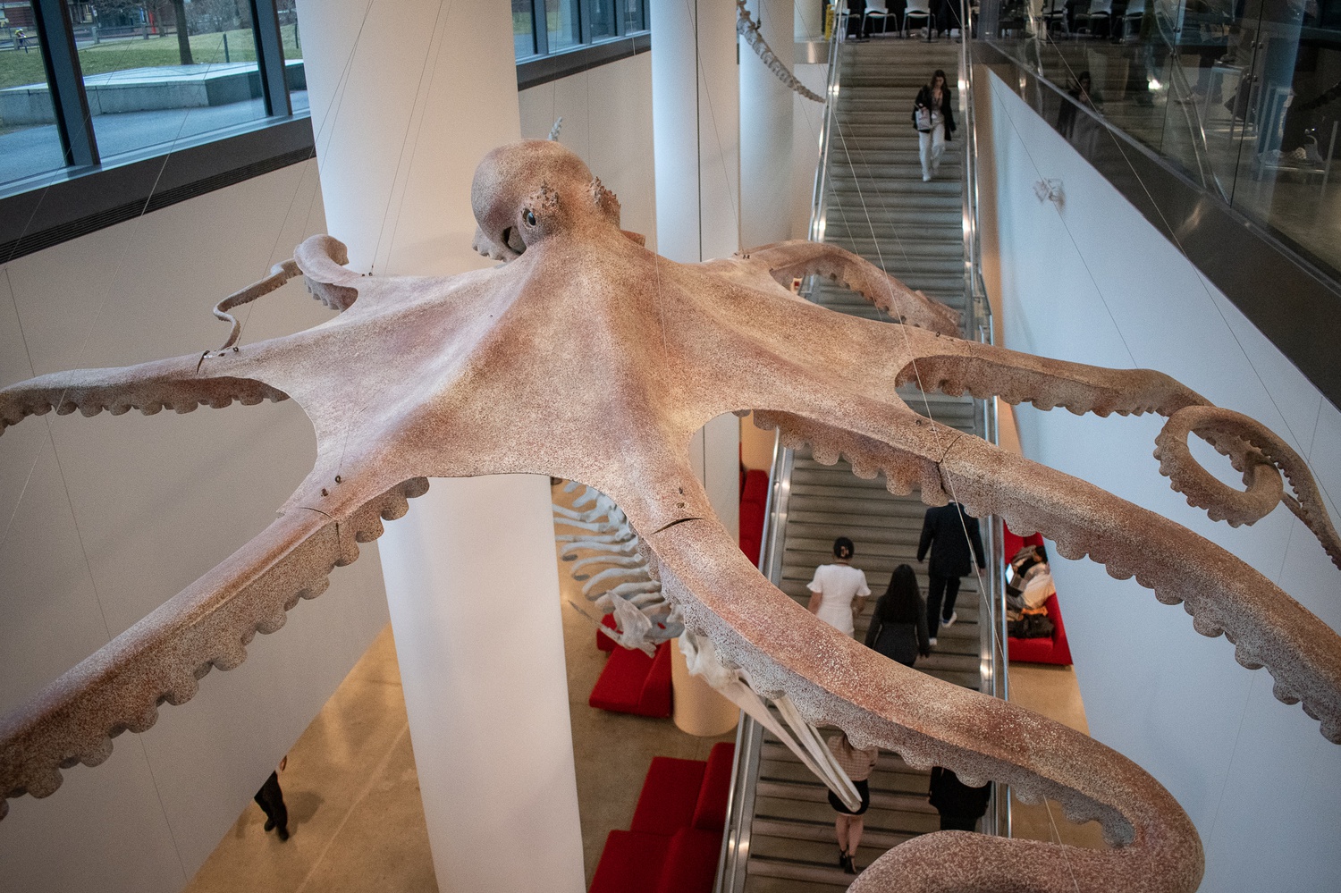The octopus lies suspended above a grand staircase in the spacious, modern, glassy foyer of Harvard’s Northwest Building, home to labs, classrooms, and offices for Harvard’s School of Engineering and Applied Sciences.