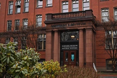 Cover image for Caroline Jean Fernald Named Director of Harvard Museums of Science and Culture