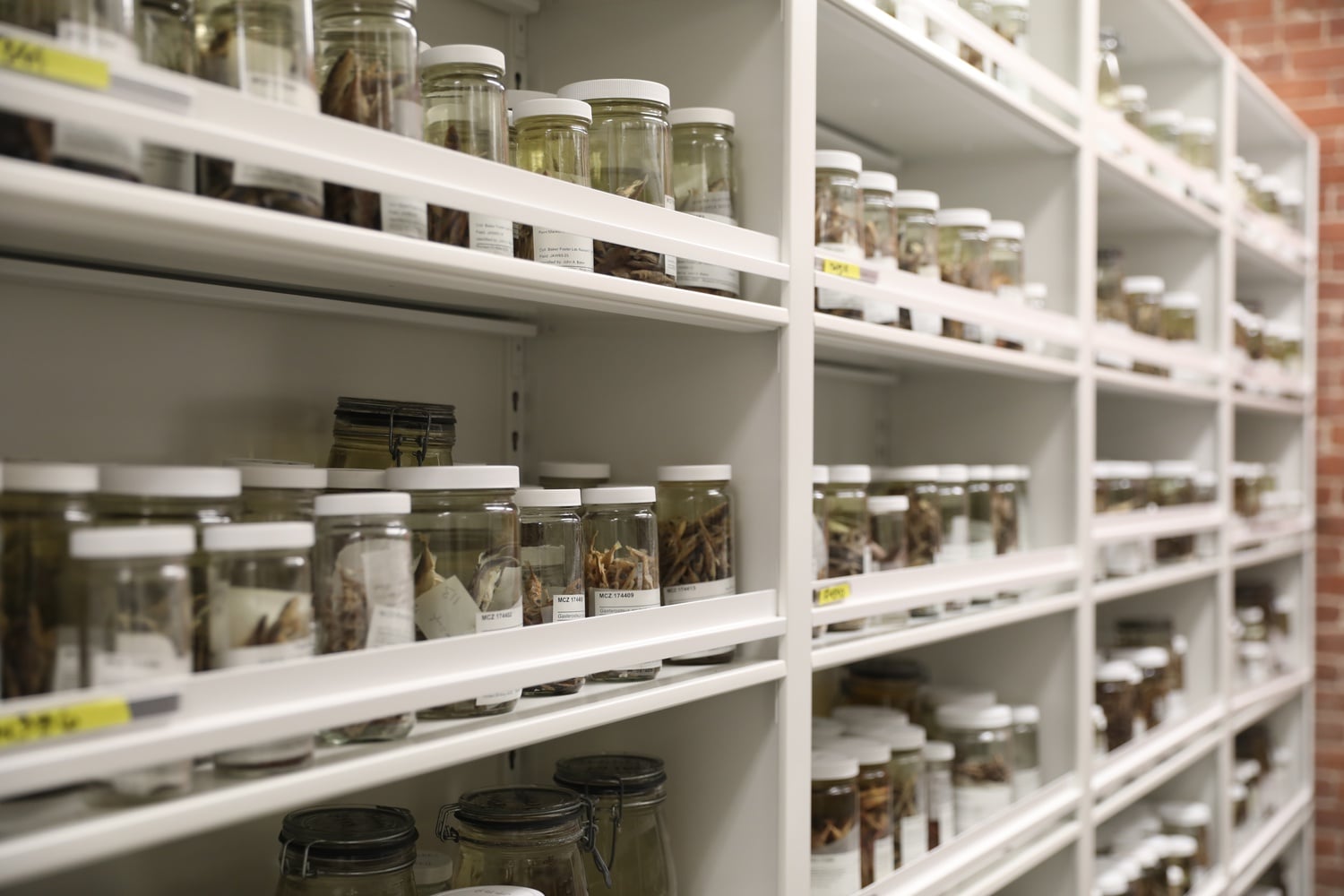 The MCZ's collection of stickleback fish is stored in over 2,000 mason jars in the museum's basement.