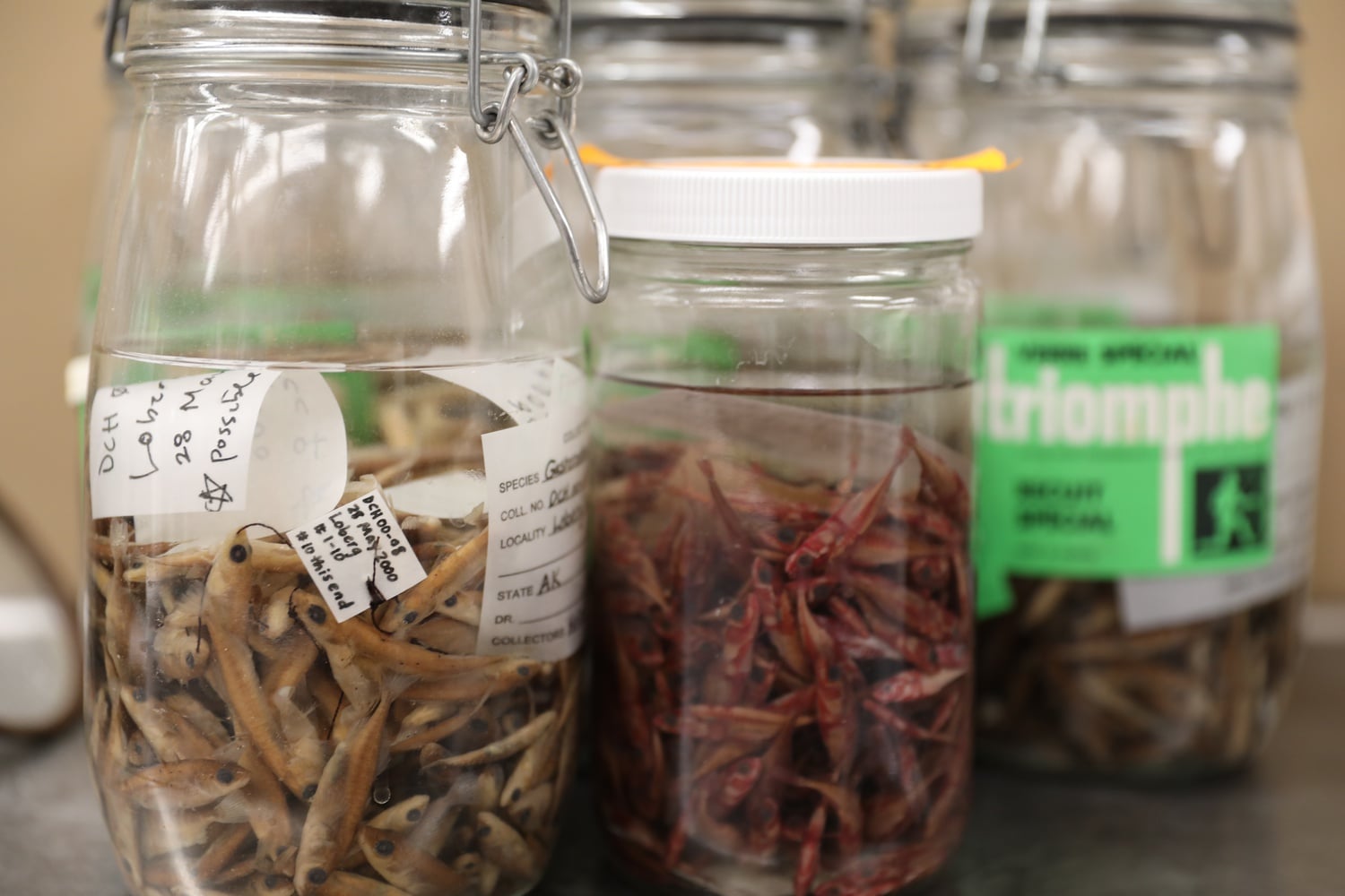 The Harvard Museum of Comparative Zoology acquired half a million skeletons of stickleback fish, a species central to evolutionary research. How did this happen, and what will be done with the thousands of jars?