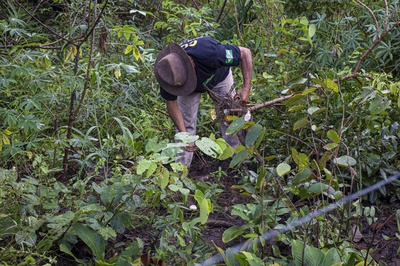 Cover image for Barra da lagoa farmer
